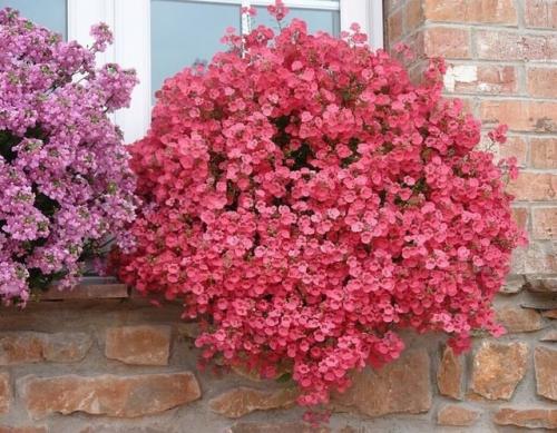 Альтернатива петунии - диасция. 02