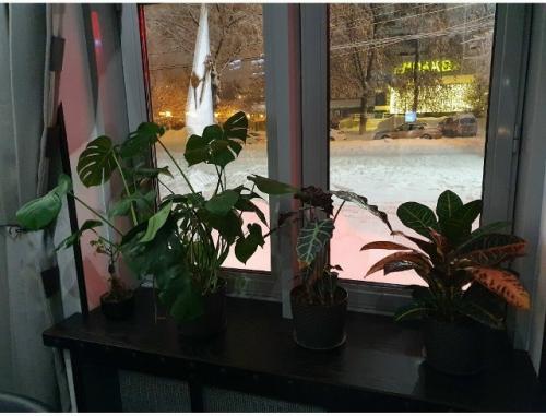 Растения без света: кто выживет, а кого не стоит мучить. 01