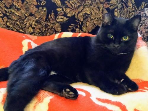 Котик Сёма.  Возраст 2 года. 01