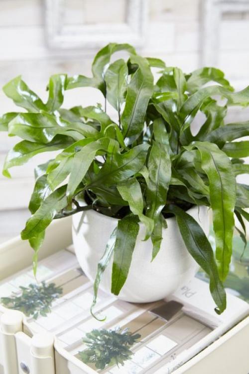 Микросорумы - особенные папоротники. 01