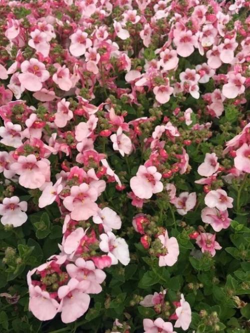 Альтернатива петунии - диасция. 04