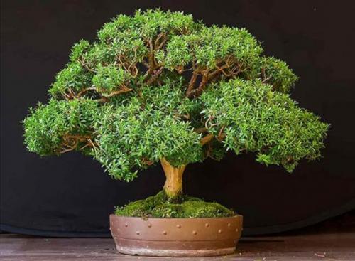 10 растений для идеального микроклимата в доме. 01