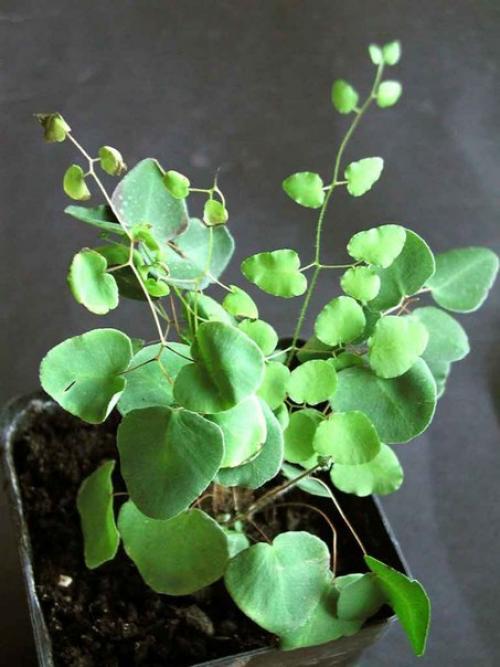 Пеллея - миниатюрный папоротник. 02