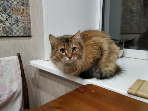 Котоистории продолжаются. Греет душу или радует глаз. 02