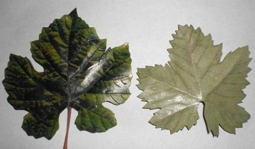 Мы делаем виноградную кисть из желудей. 04 Мы делаем виноградную кисть из желудей. 04