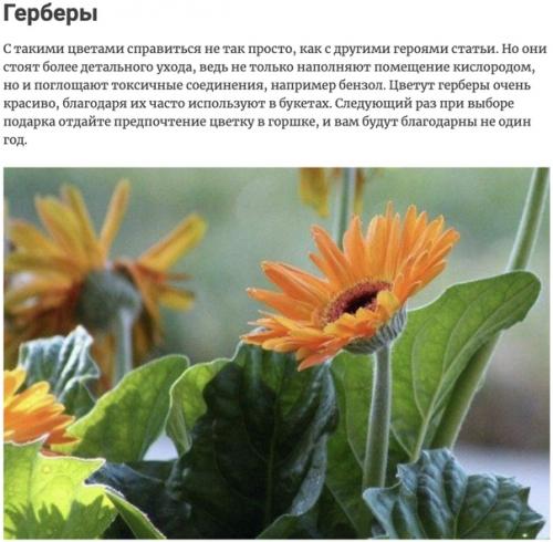 Комнатные растения, которые активно выделяют кислород ночью, тем самым обновляя Атмосферу вашего дома. 03