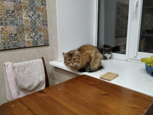 Котоистории продолжаются. Греет душу или радует глаз. 03