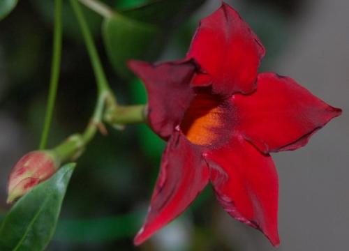 Дипладения - яркие краски тропической красавицы!