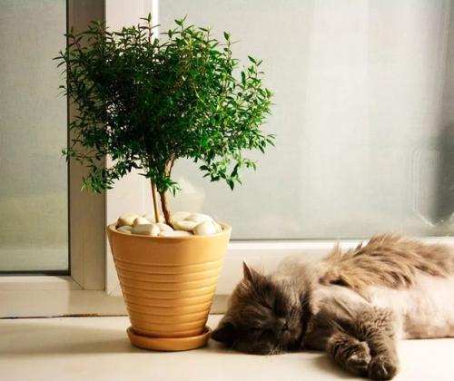 Комнатные цветы для кухни: что выбрать? 02