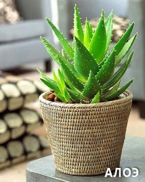 Комнатные цветы для ленивых или очень занятых. 03