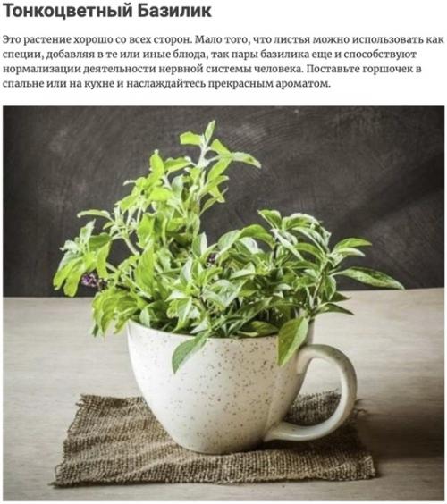 Комнатные растения, которые активно выделяют кислород ночью, тем самым обновляя Атмосферу вашего дома. 06