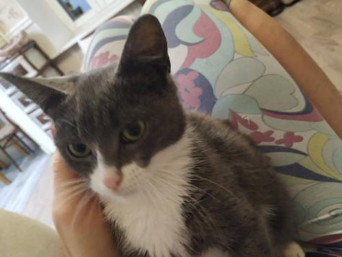 Котоистории продолжаются. Греет душу или радует глаз. 06