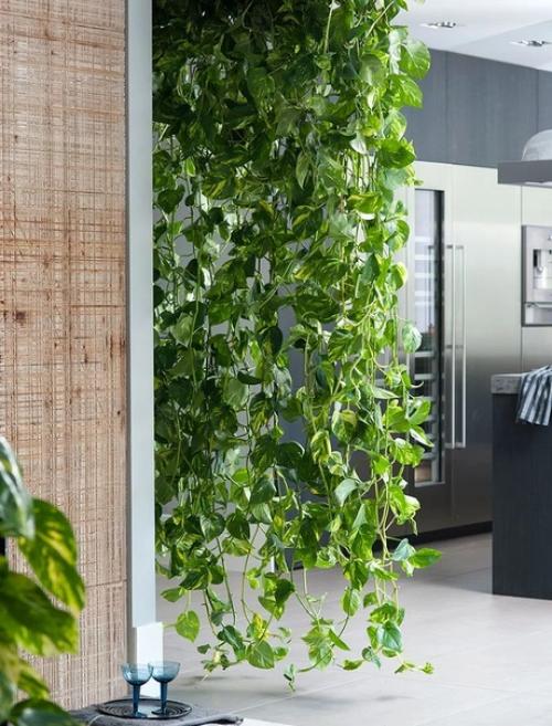 Комнатные цветы для кухни: что выбрать? 01