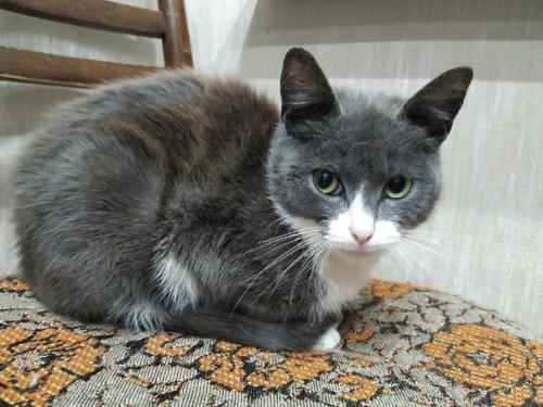 Котоистории продолжаются. Греет душу или радует глаз. 04