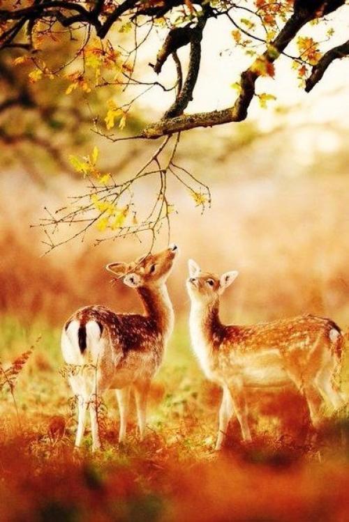 Доброе утро!  Пусть маленькие радости делают приятным каждый день, а приятные дни складываются в счастливую жизнь! 02