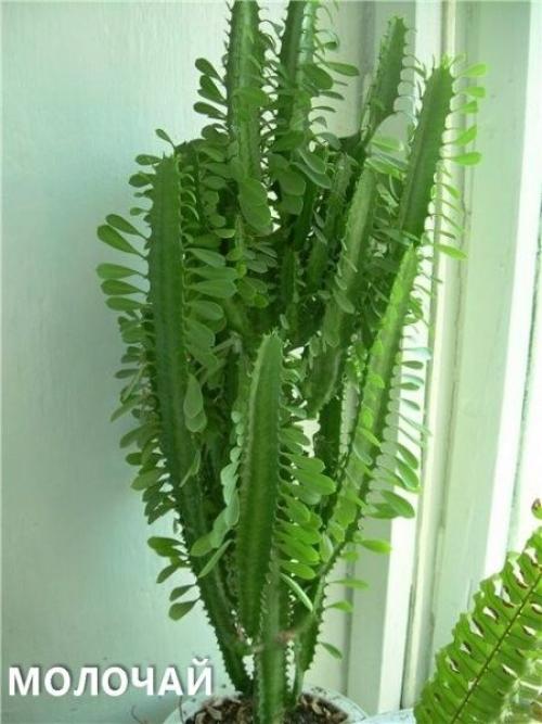 Комнатные цветы для ленивых или очень занятых. 06