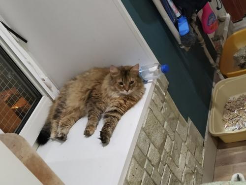 Котоистории продолжаются. Греет душу или радует глаз. 01