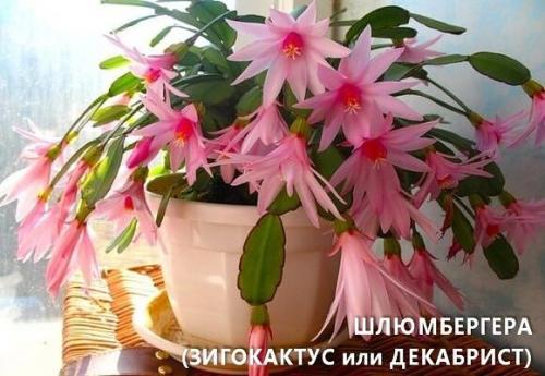 Комнатные цветы для ленивых или очень занятых. 04