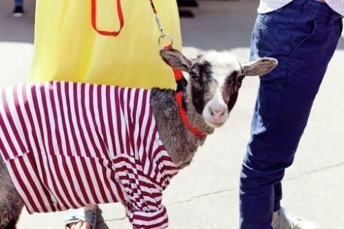 Кафе и рестораны, где обитают животные. 02