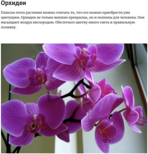 Комнатные растения, которые активно выделяют кислород ночью, тем самым обновляя Атмосферу вашего дома. 05