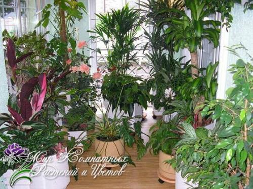 Цветы в доме. 

