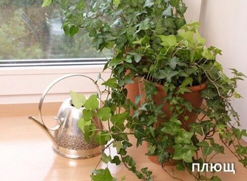 Комнатные цветы для ленивых или очень занятых. 07