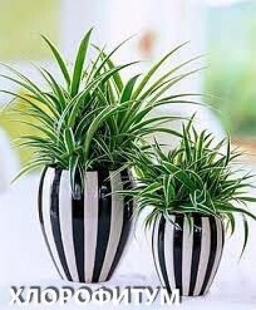 Комнатные цветы для ленивых или очень занятых. 02