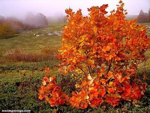 Семь модных идей для дачного сада. 04