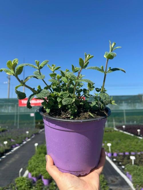 В это воскресенье отмечается профессиональный праздник день учителя. 02 В это воскресенье отмечается профессиональный праздник день учителя. 02