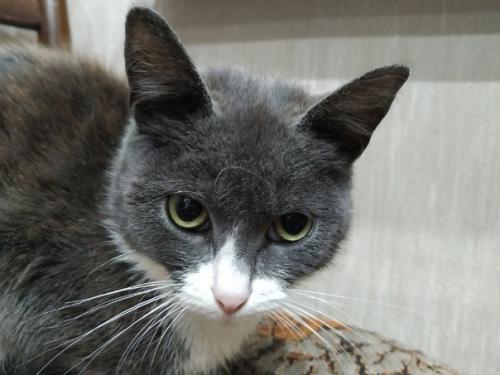 Котоистории продолжаются. Греет душу или радует глаз. 05