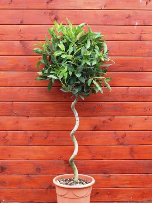 10 растений для идеального микроклимата в доме. 04