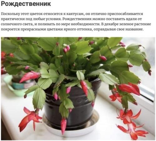 Комнатные растения, которые активно выделяют кислород ночью, тем самым обновляя Атмосферу вашего дома. 02