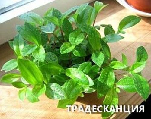 Комнатные цветы для ленивых или очень занятых. 01