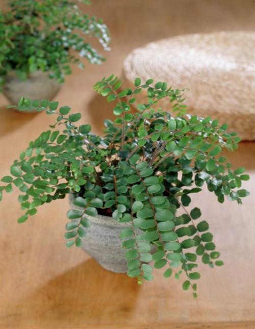 Пеллея - миниатюрный папоротник. 05
