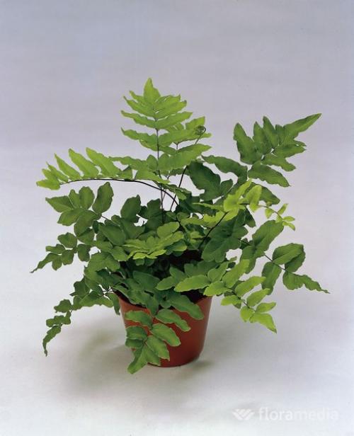 Пеллея - миниатюрный папоротник. 03