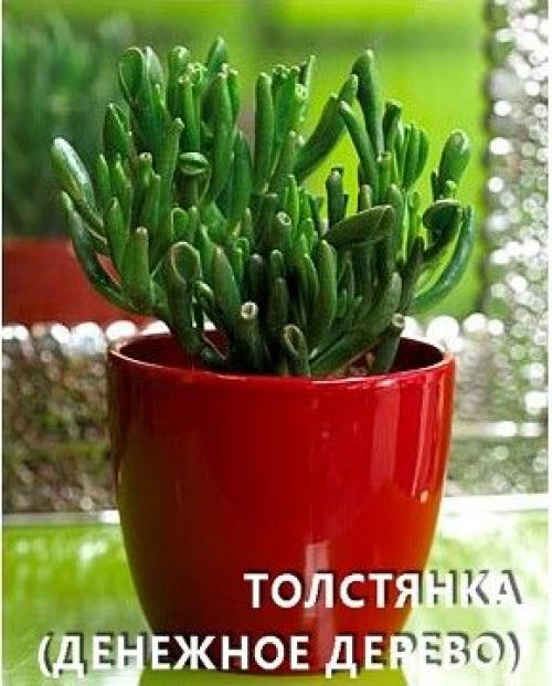 Комнатные цветы для ленивых или очень занятых. 09