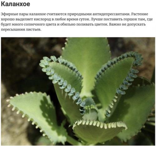 Комнатные растения, которые активно выделяют кислород ночью, тем самым обновляя Атмосферу вашего дома. 01