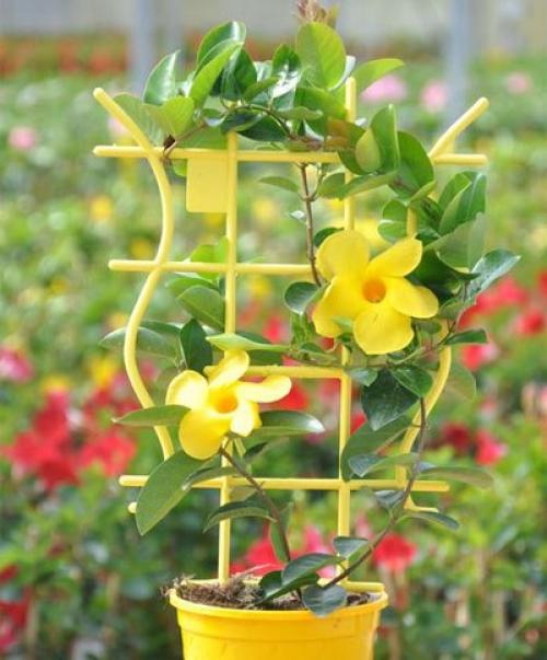 Дипладения - яркие краски тропической красавицы! 02