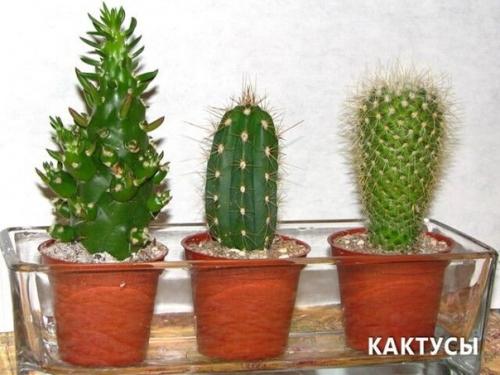 Комнатные цветы для ленивых или очень занятых. 05