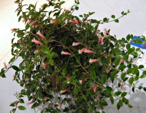 Кодонанта - изящная комнатная верхолазка? 05