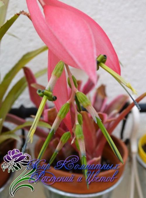 Неприхотливая и преданная бильбергия поникающая? 03