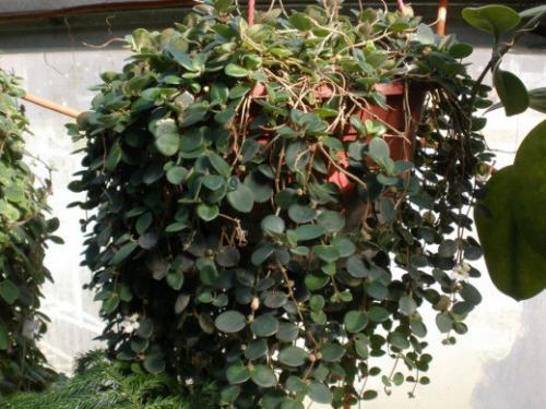 Кодонанта - изящная комнатная верхолазка? 03