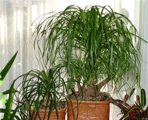 Продолжение. Комнатные цветы для вашей кухни: 20 идеальных вариантов. 08