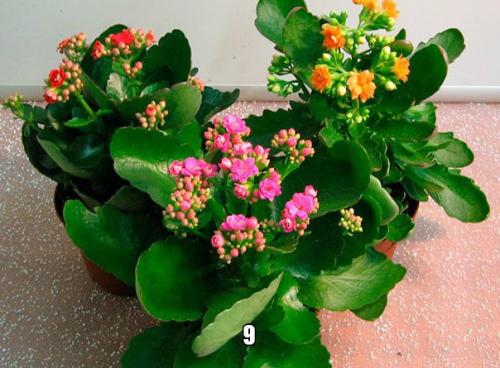 Самые неприхотливые и декоративные комнатные цветы? 08