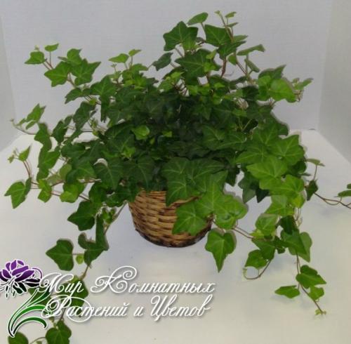 Цветы - мужегоны.   На сколько бы вперед не шагнул прогресс, а приметы остаются в нашей жизни и многие верят в них.