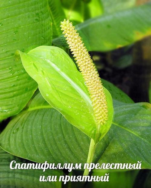Спатифиллум (Spathiphyllum). - Растение семейства ароидных. 01