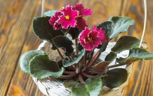 Комнатные цветы для вашей кухни: 20 идеальных вариантов. 02