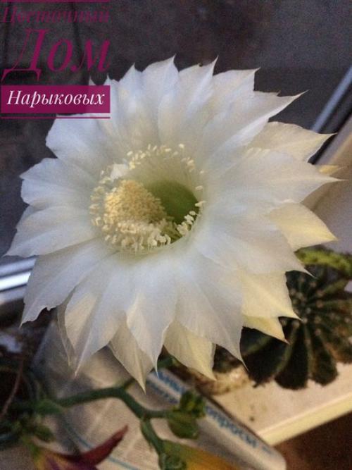 Комнатные цветы для вашей кухни: 20 идеальных вариантов. 08