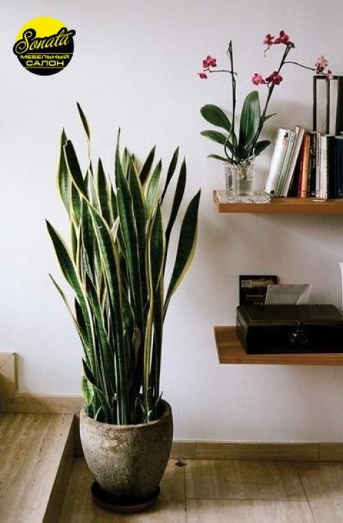 Все девушки и женщины пристрастно относятся к домашнему уюту, его созданию и поддержанию. 04