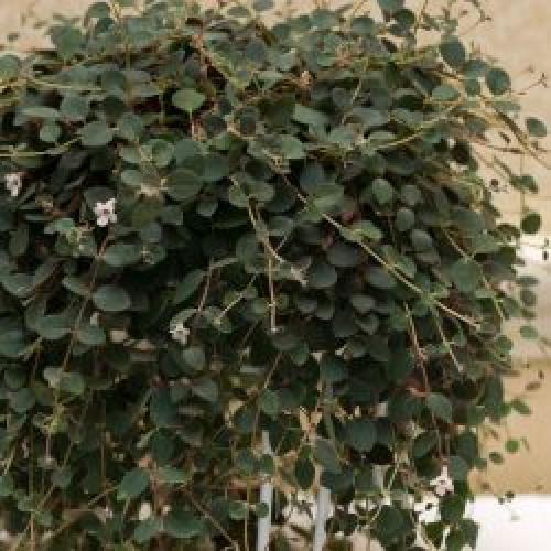 Кодонанта - изящная комнатная верхолазка? 06